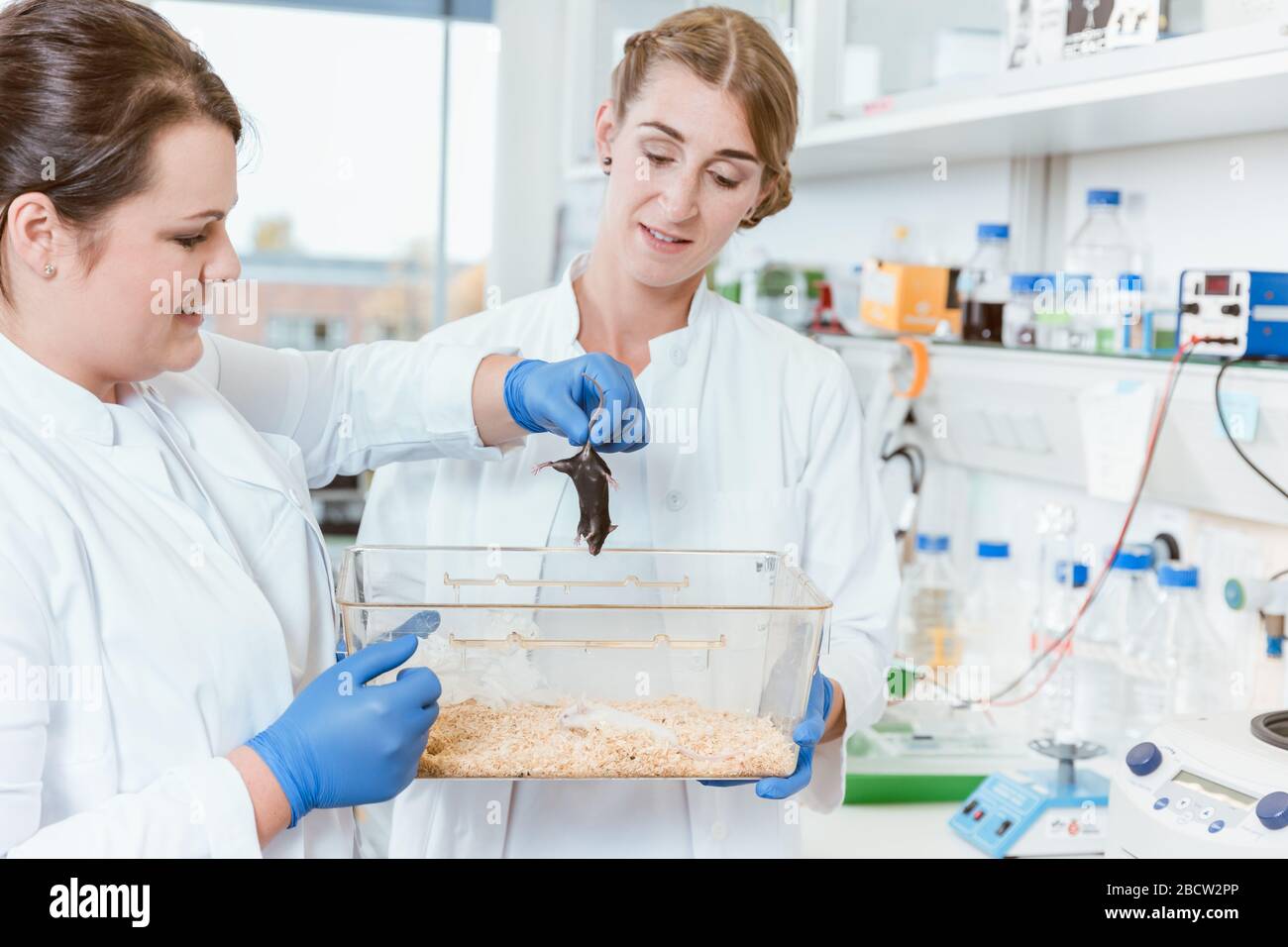 Female doctor holding lab rat Stock Photo