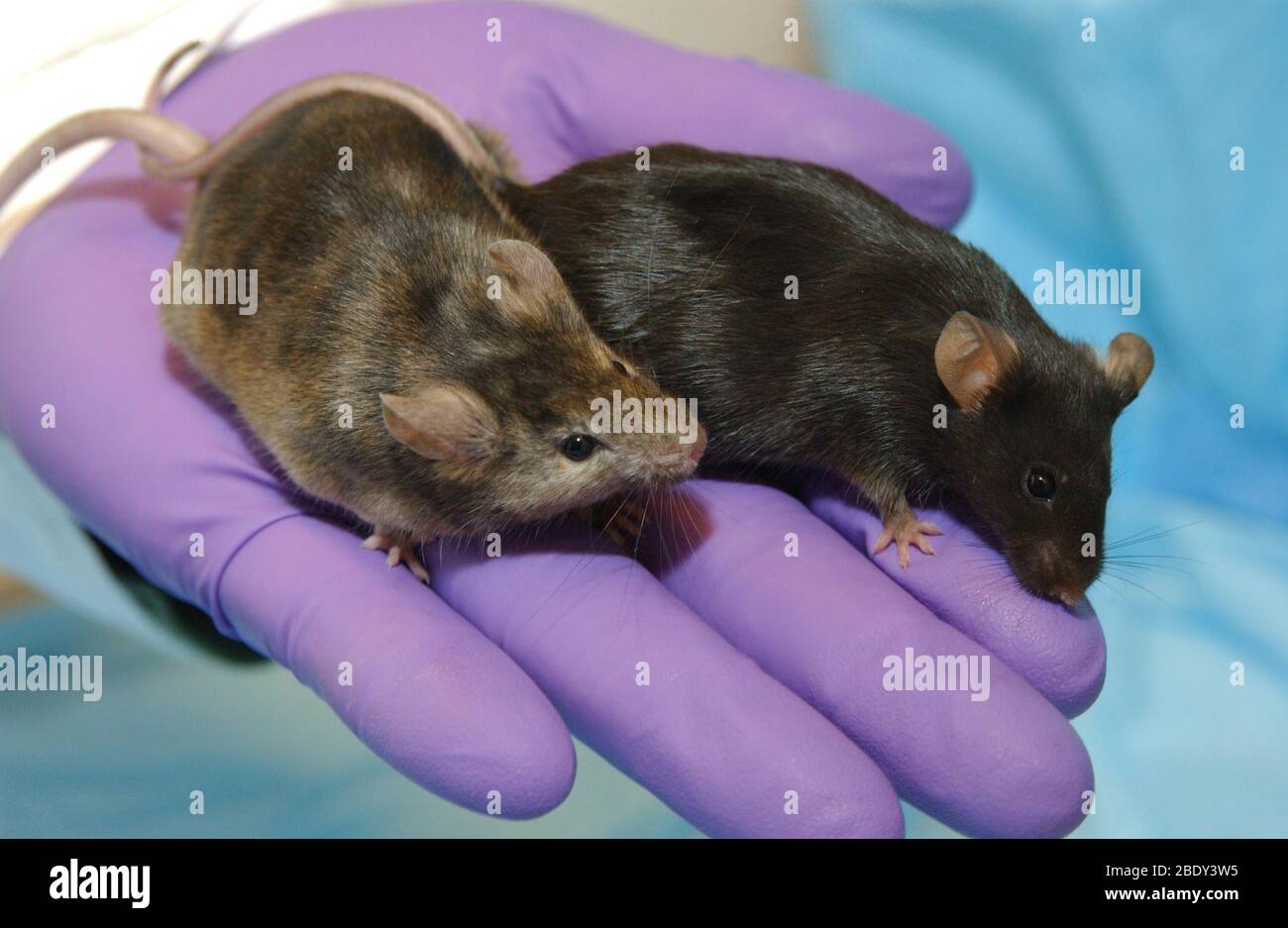 'Knockout' mouse Stock Photo