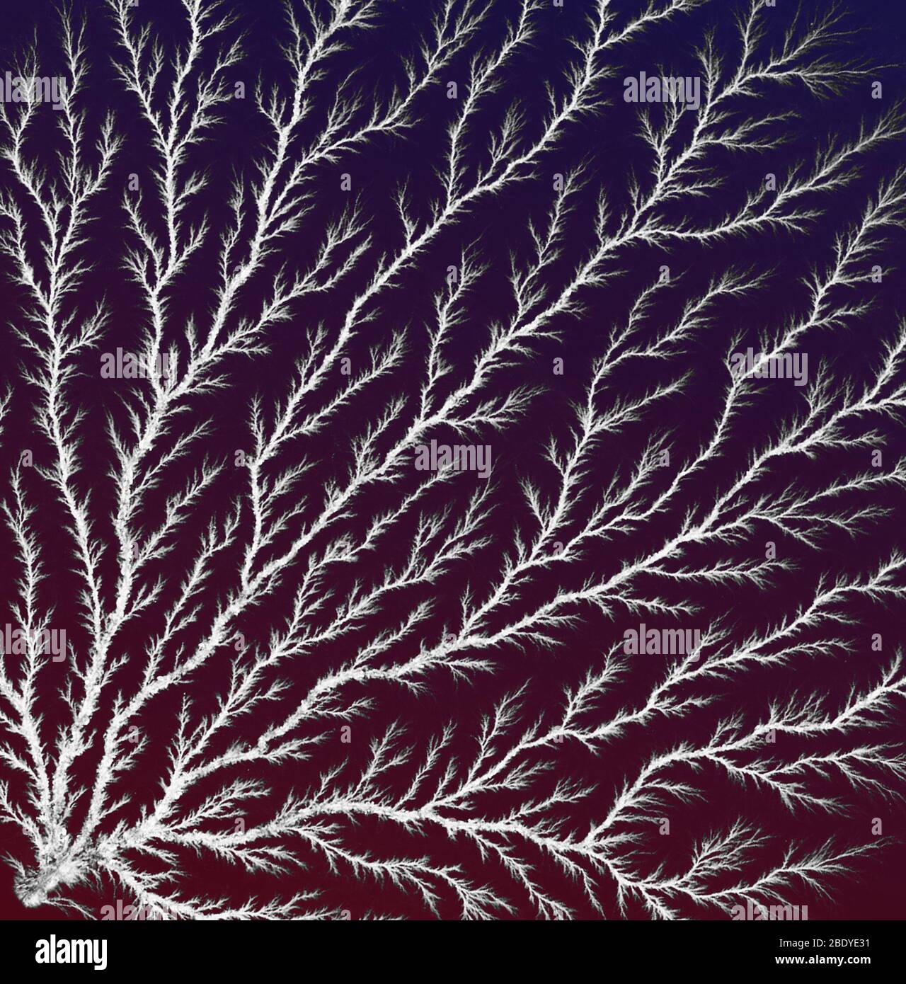 Electron Tree or Lichtenberg Figure Stock Photo