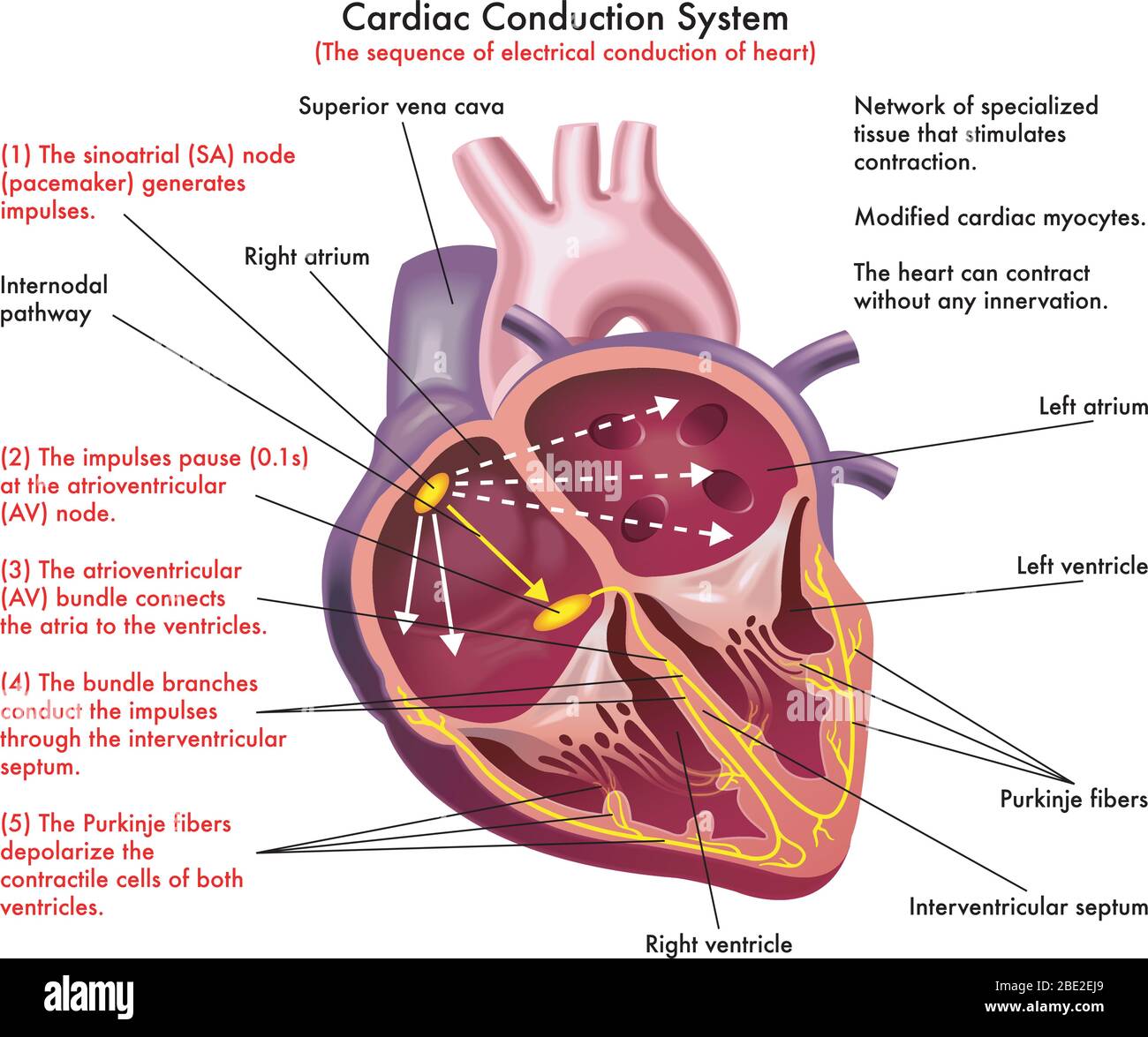 Electrical Circuit Of The Heart