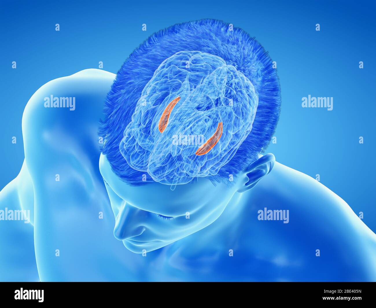 Hippocampus of the brain, illustration Stock Photo - Alamy