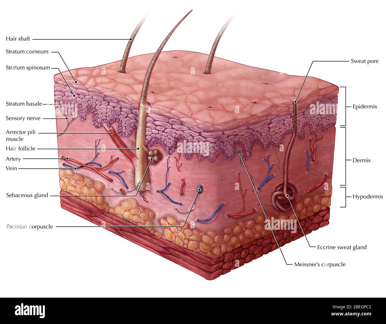 Human Skin Cross Section High Resolution Stock Photography And Images