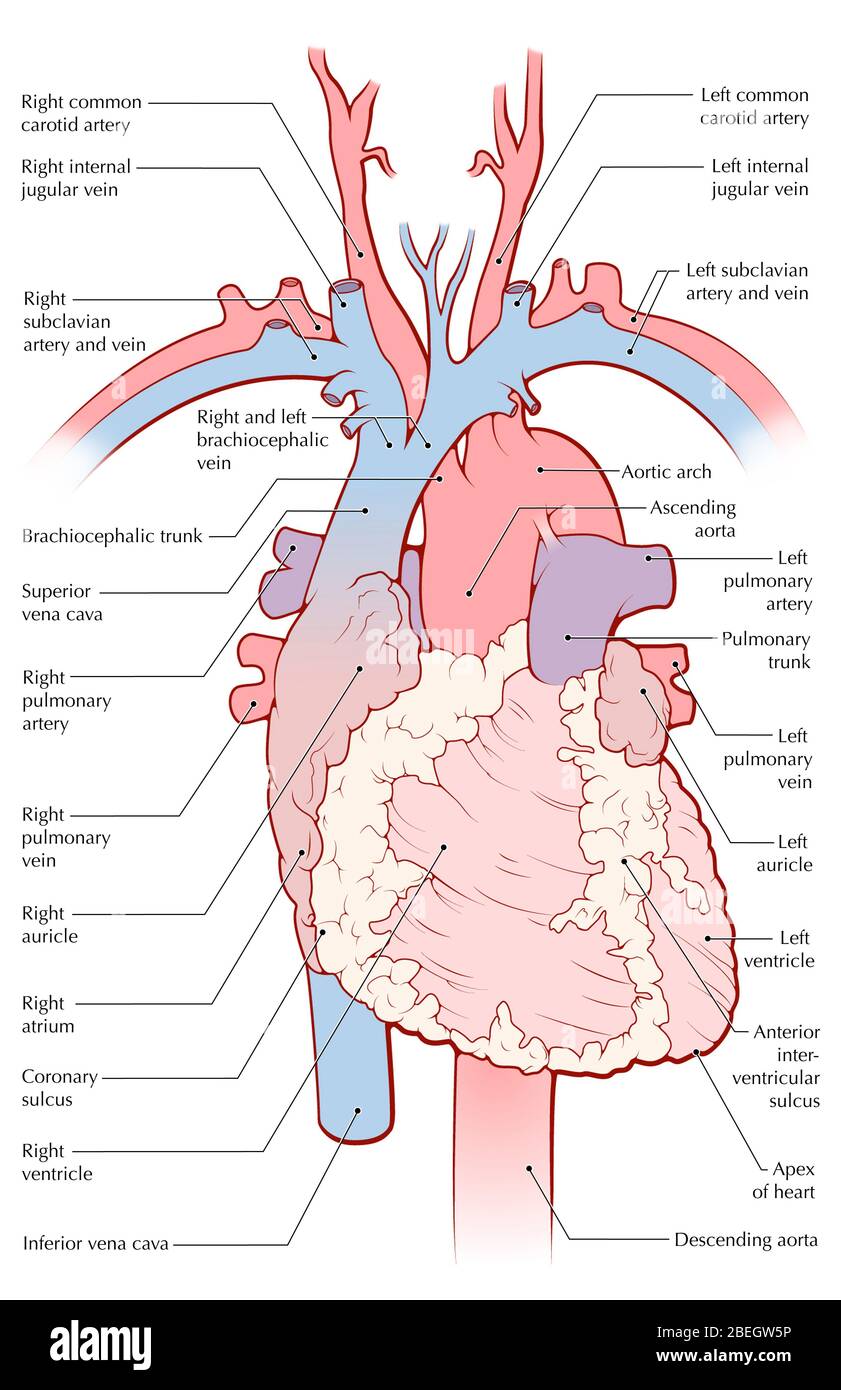 Ascending And Descending Aorta