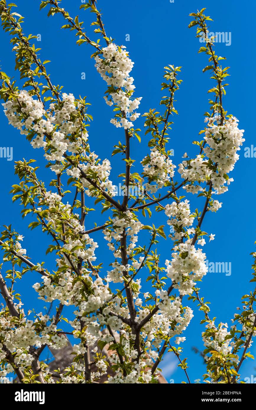 Cherry blossom (genus Prunus). The most well-known species is the Japanese cherry, Prunus serrulata. Stock Photo