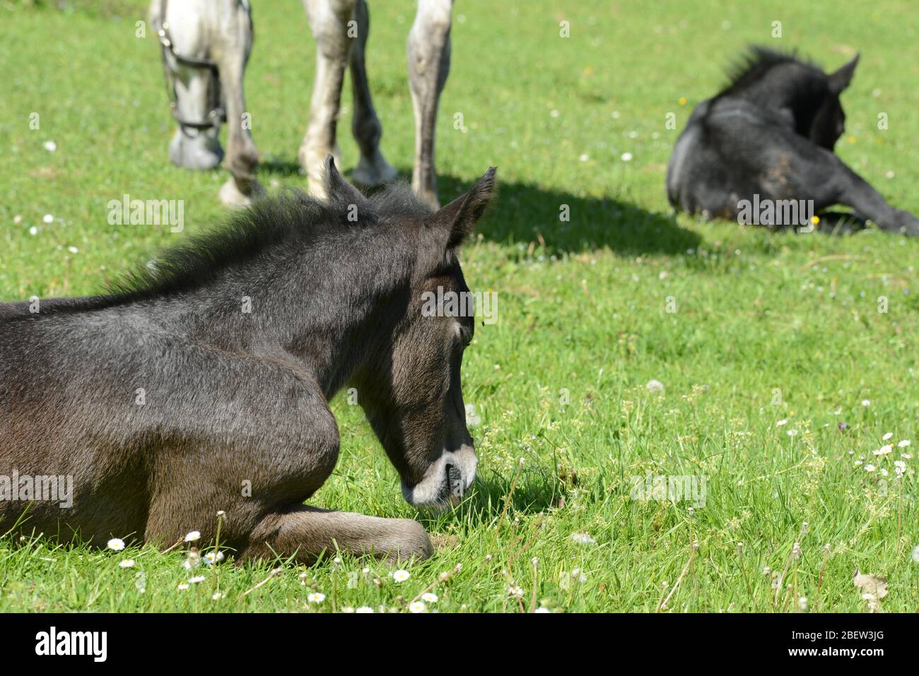 TOSKANA . TUSCANY . VAL'DORCIA Stock Photo