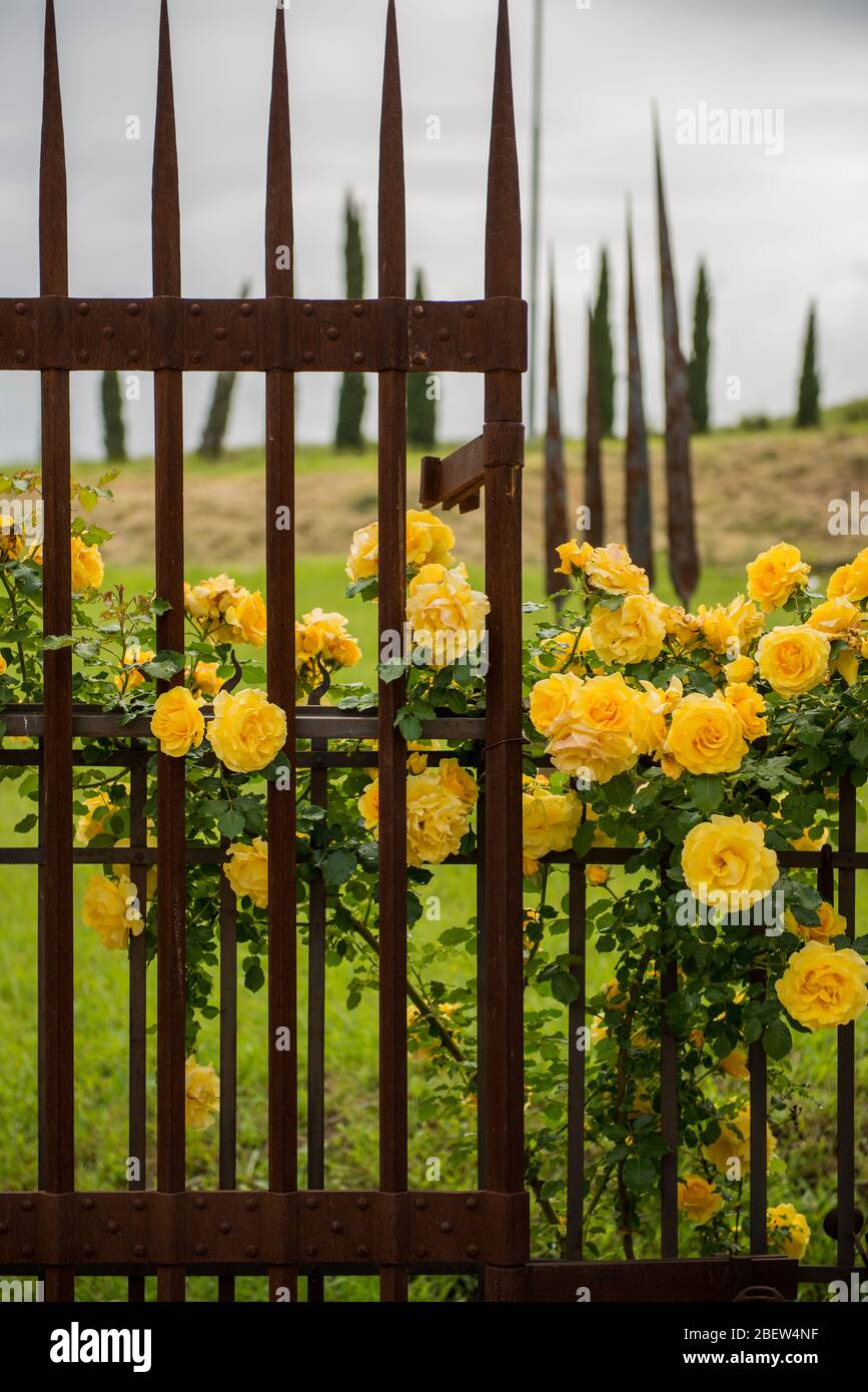 TOSKANA . TUSCANY . VAL'DORCIA Stock Photo