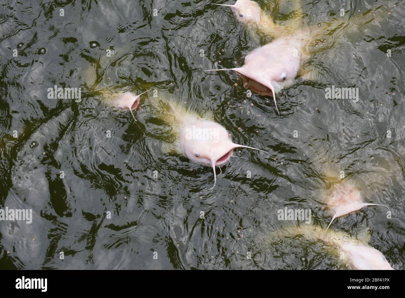 Channel Catfish. Species: punctatus,Genus: Ictalurus,Family: Ictaluridae,Order: Siluriformes,Class: Actinopterygii,Phylum: Chordata,Kingdom: Animalia,Channel Catfish,Catfish,Fish,Kids Farm Stock Photo