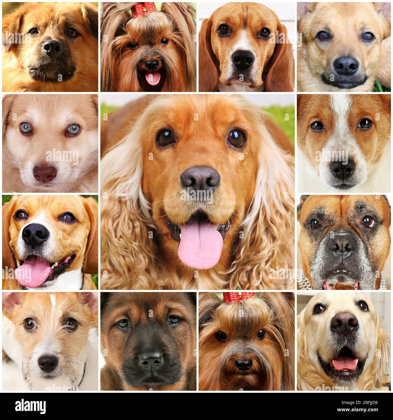 Collage of different dogs Stock Photo