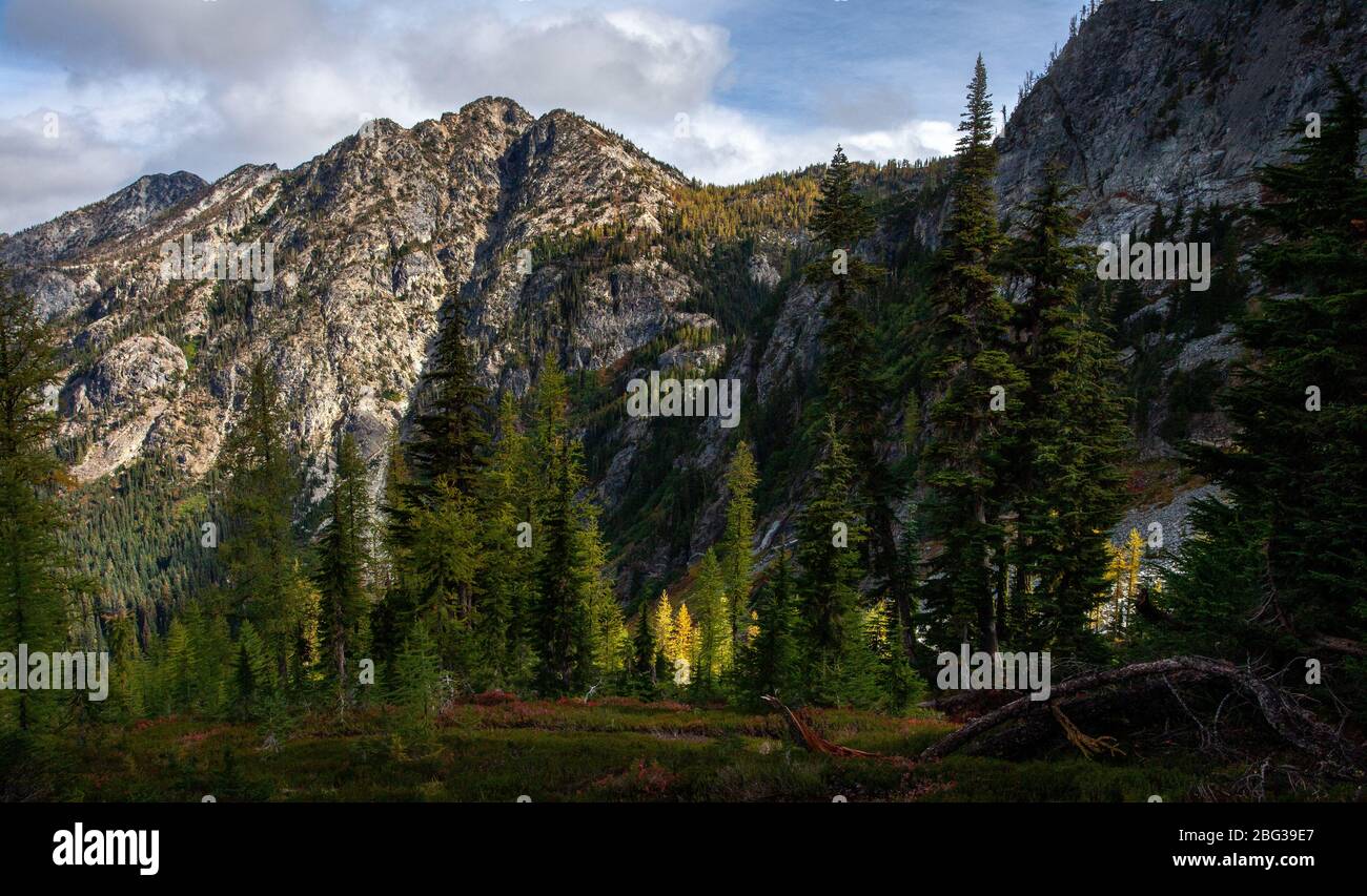 Western and Alpine larch trees give way to a sunlit mountainside beneath a partly cloudy sky in North Cascades National Park Stock Photo