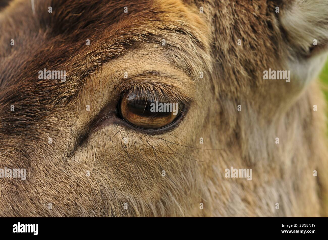 close up an eye of a red deer Stock Photo