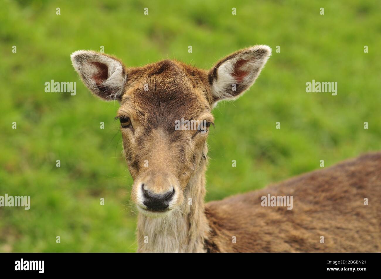 deer looks directly into the camera against a blurred background Stock Photo