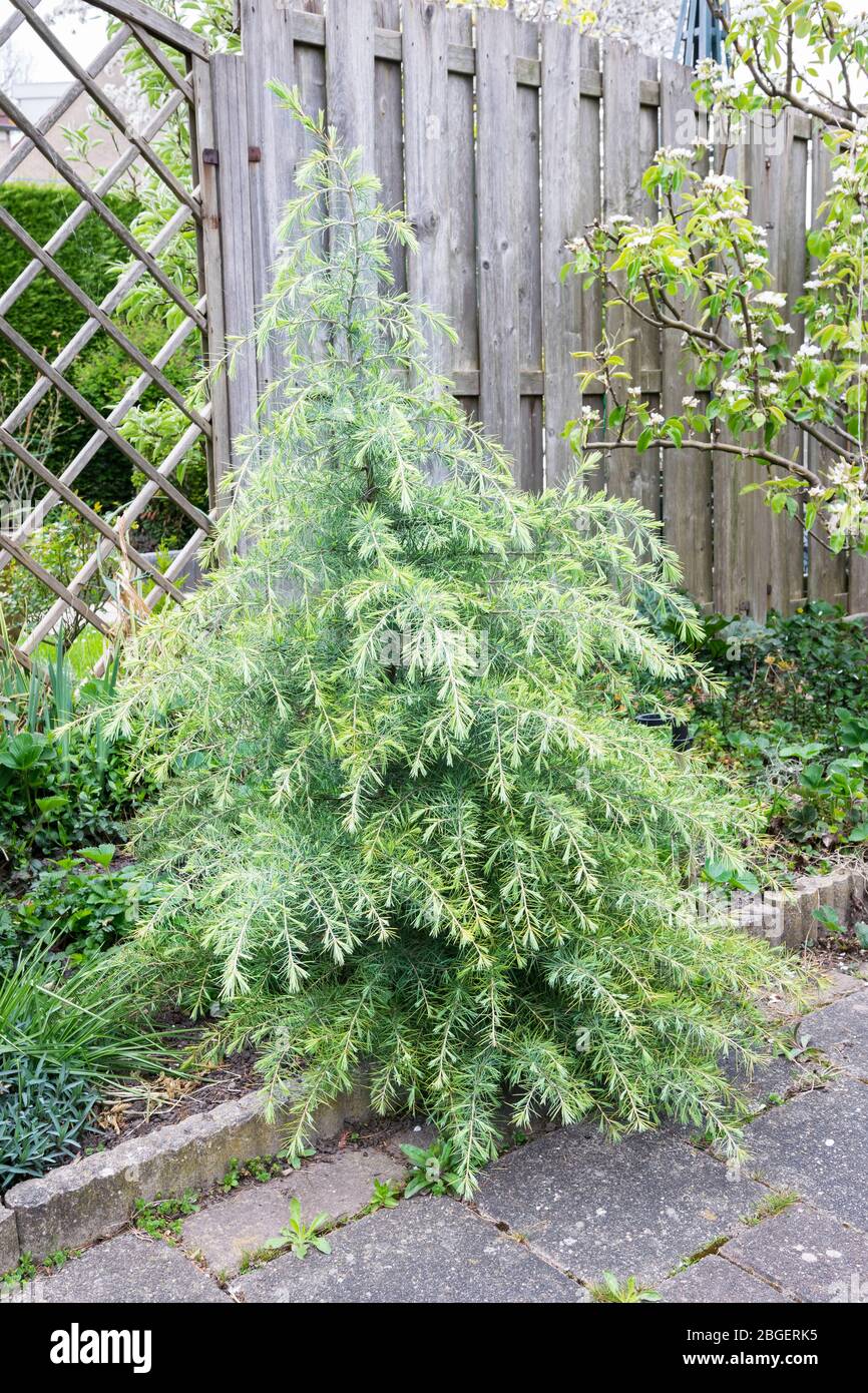 Young Deodar cedar (Cedrus deodara)  tree with hanging fresh new shoots in a garden in spring Stock Photo