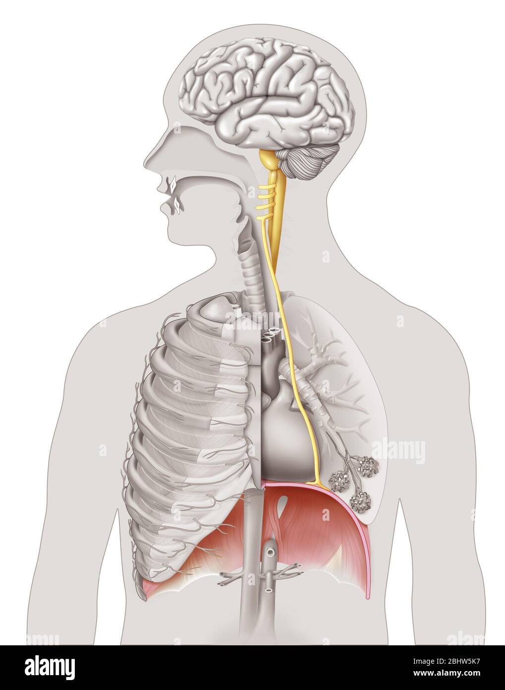 Phrenic Nerve Diagram