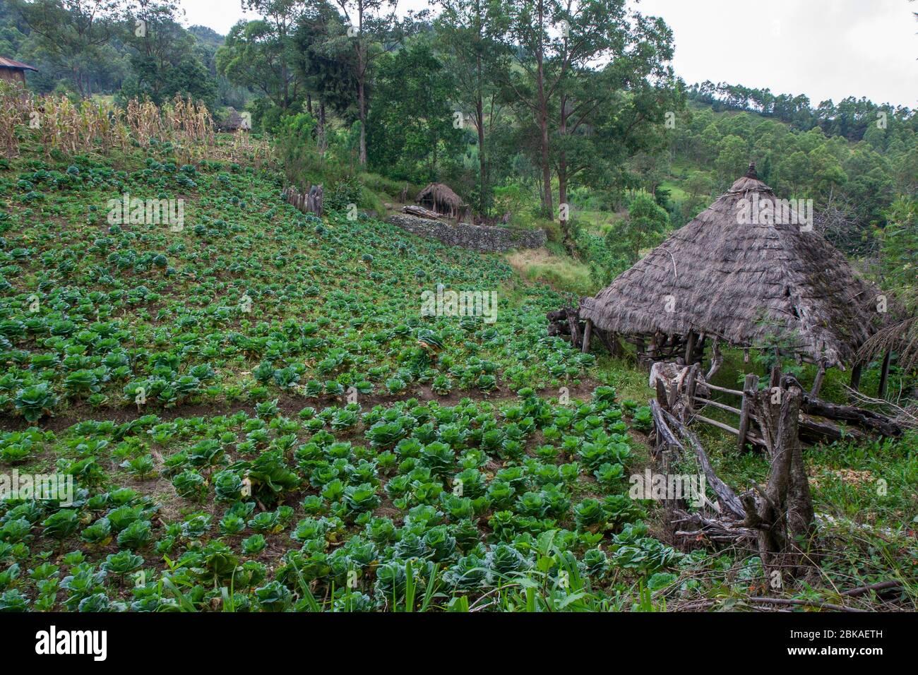 Traditional thatch roofed homes, Timor-Leste Stock Photo