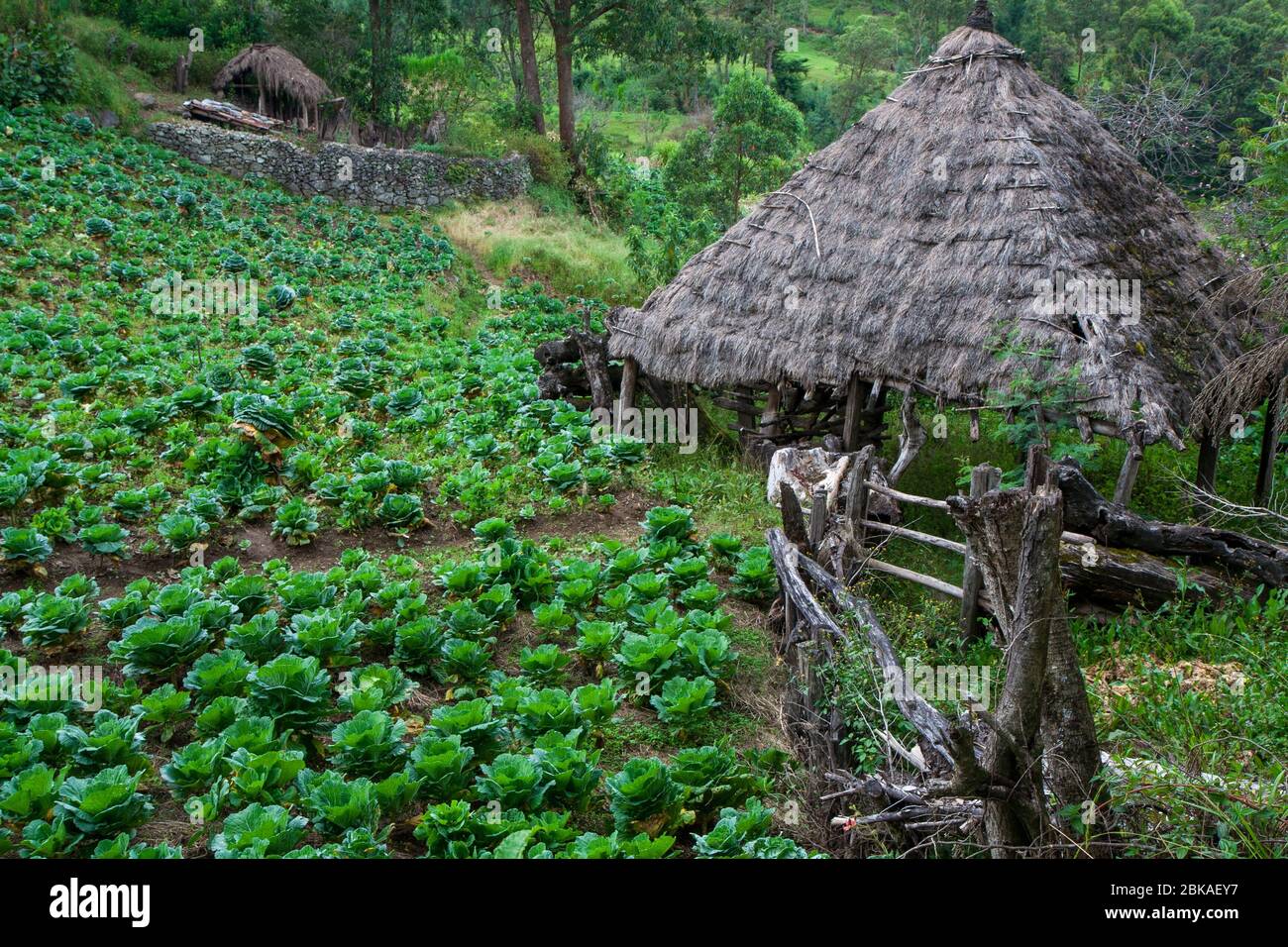 Traditional thatch roofed homes, Timor-Leste Stock Photo