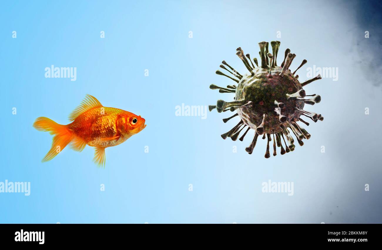 Goldfish looking at virus Stock Photo