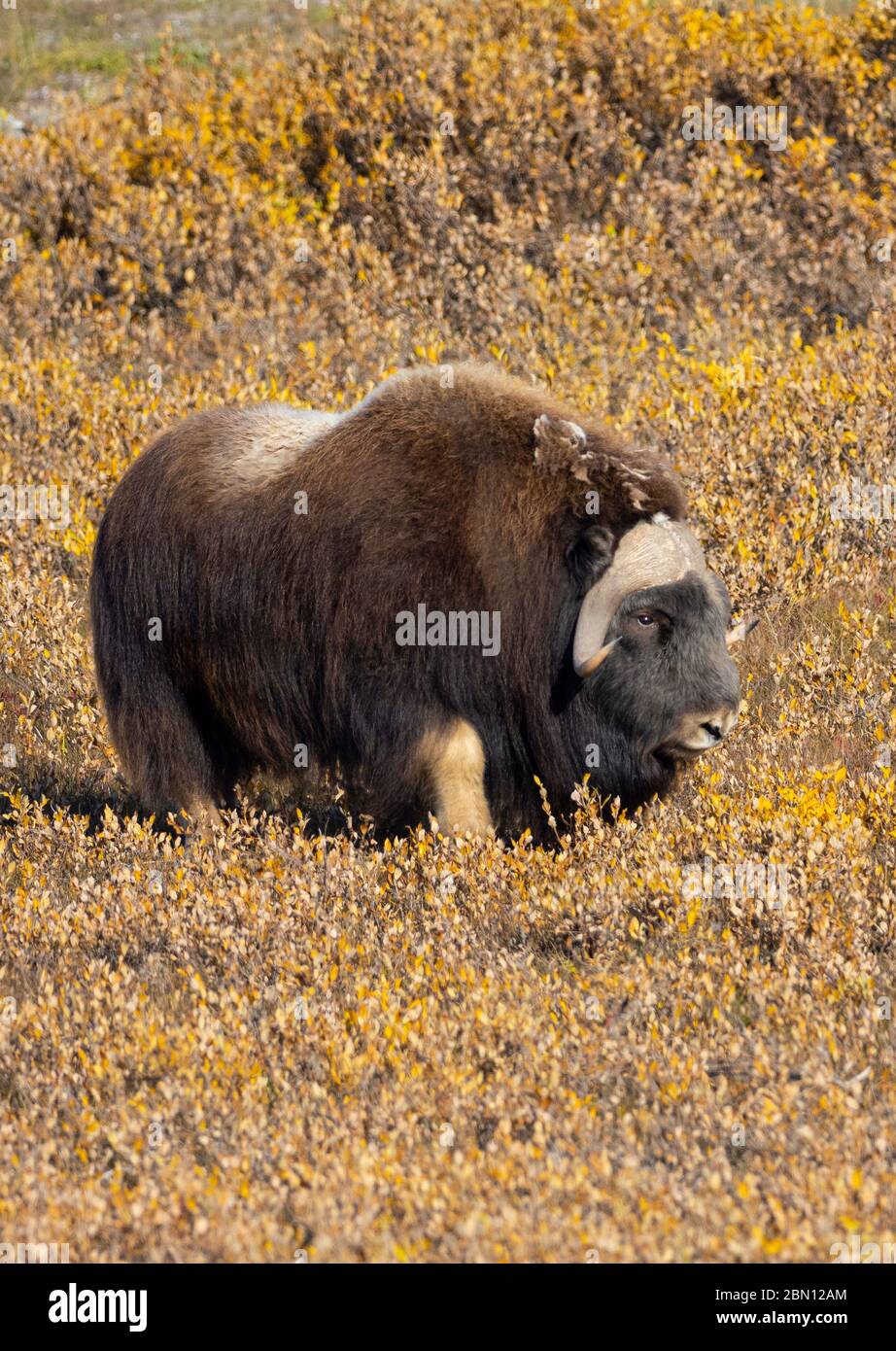 Musk Ox, Autumn, Brooks Range, Arctic Alaska. Stock Photo