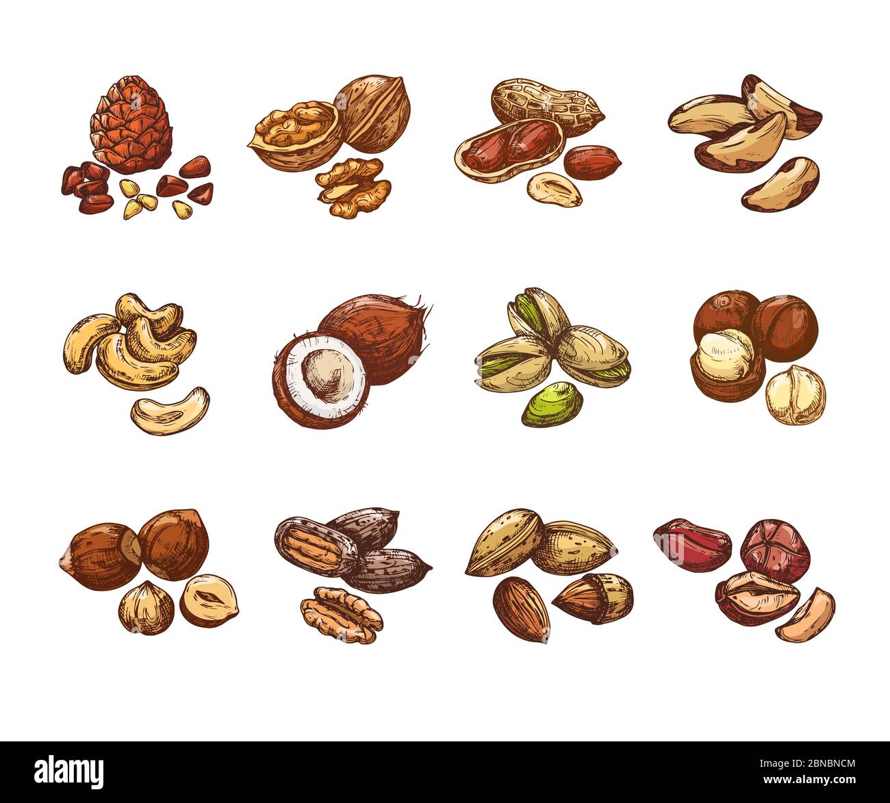 Cartoon nuts and seeds. Hazelnut and coconut, beans and peanut. Isolated vector set of cartoon natural nuts for healthy, vegetarian almond and walnut illustration Stock Vector