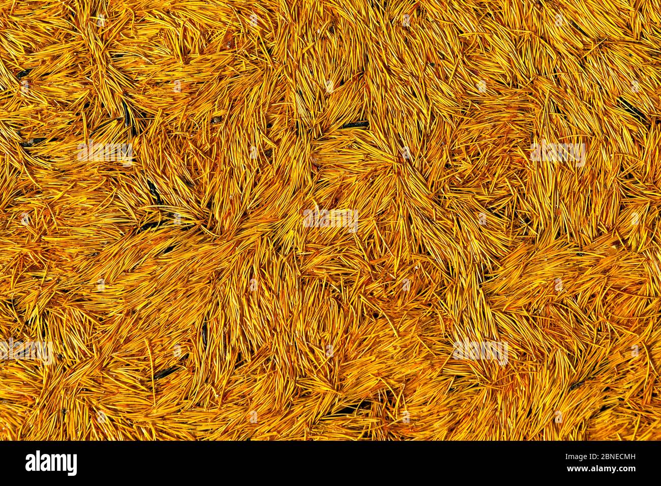 Western larch needles (Larix occidentalis) needles floating on surface of tarn, Enchantment Lakes area, Alpine Lakes Wilderness, Okanogan Wenatchee Na Stock Photo