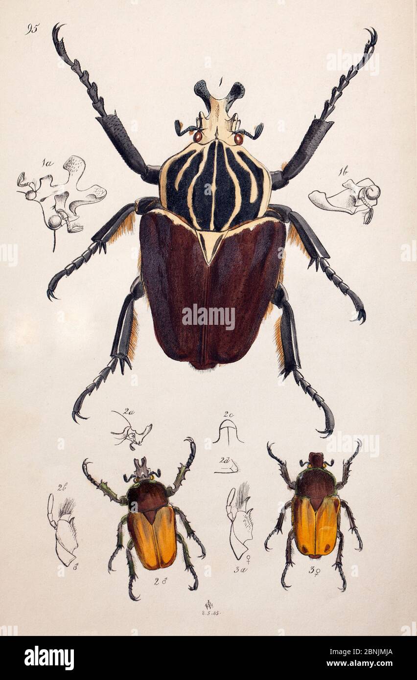 Illustration of Goliath Beetle (Goliathus goliatus) and Chafer beetles, from Arcana entomologica, or, Illustrations of new, rare, and interesting inse Stock Photo