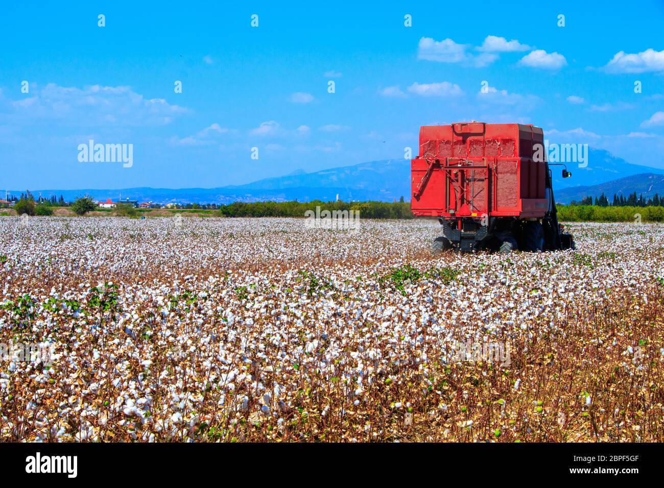 Cotton fields ready for harvesting Stock Photo