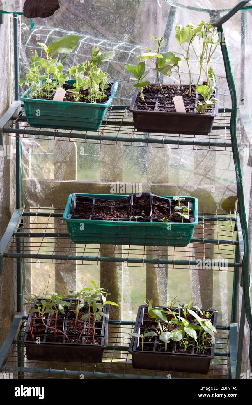 Seed trays in propagation Stock Photo