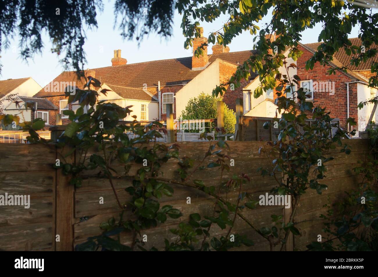 Garden & fence with row of houses in the background on a sunny evening Stock Photo