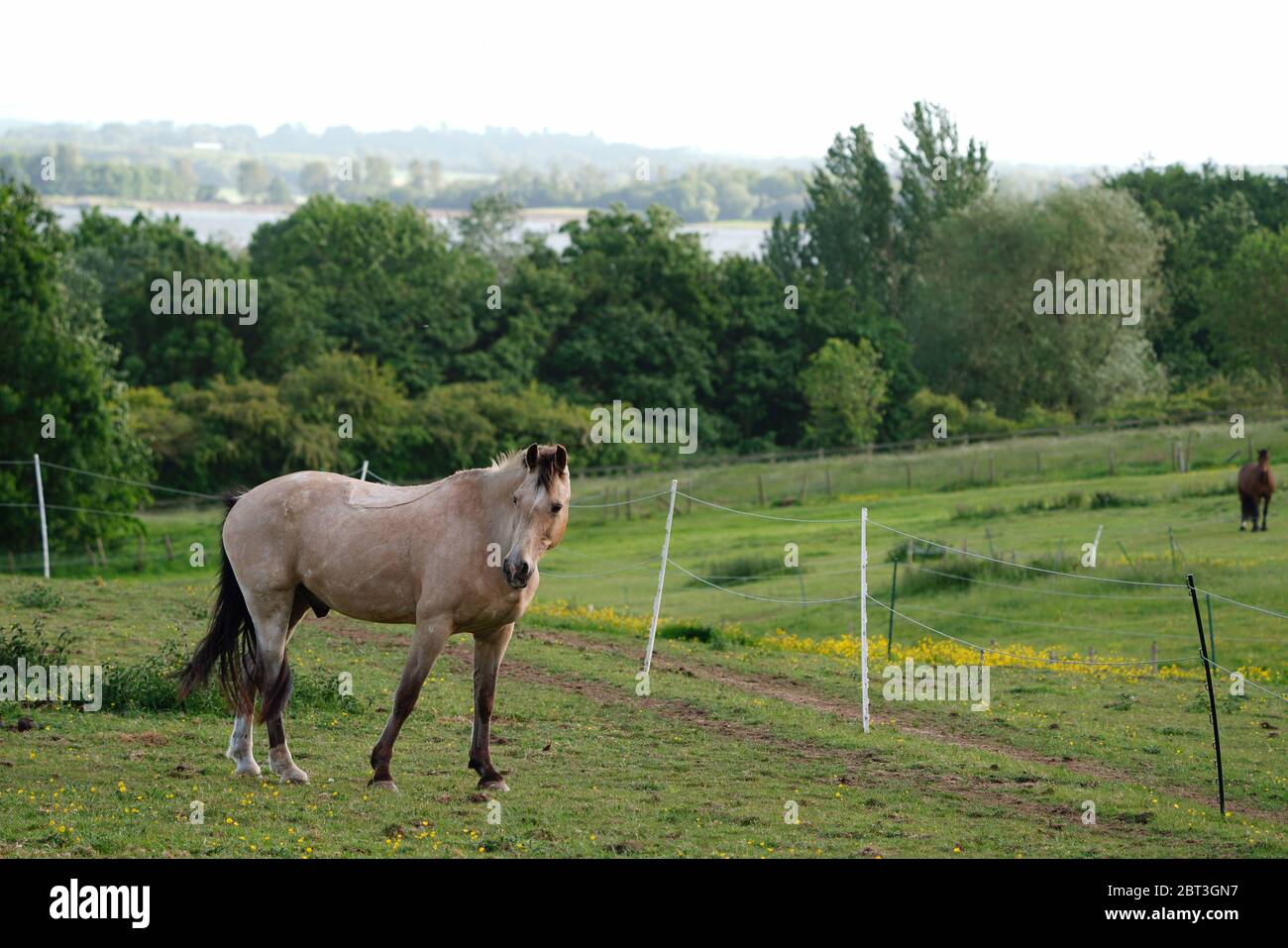 Beautiful Horse with scenic background Stock Photo