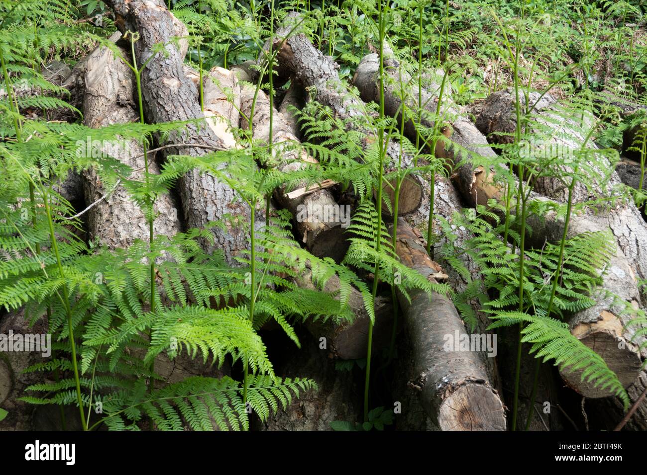 Bracken growing around piles of chopped logs, Newbury, West Berkshire, UK Stock Photo