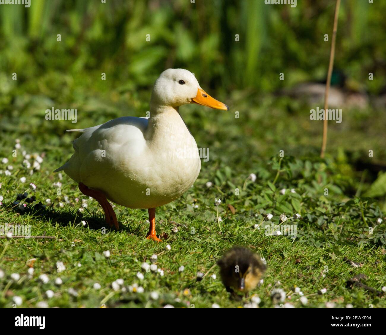 White puddle duck in park Derbyshire UK Stock Photo