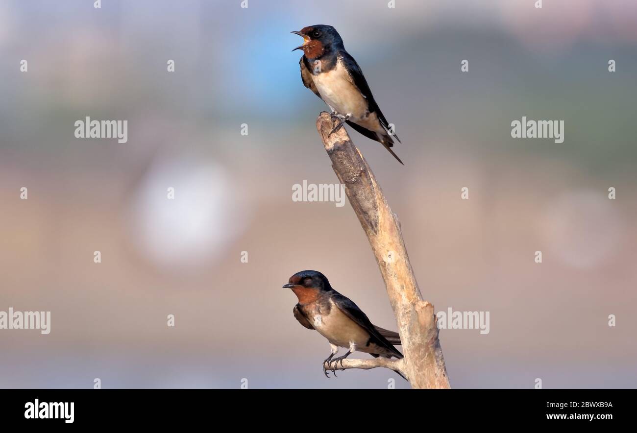 The barn swallow is a small passerine bird in the swallow family. It breeds in open hilly country of temperate southern Europe and Asia. Stock Photo