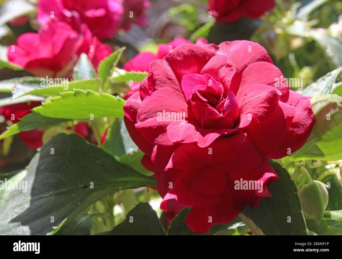 The deep red blooms of Impatiens walleriana fiesta 'Bonita Burgundy'. An unusual double flowered variety of the common Busy Lizzie plant. Stock Photo