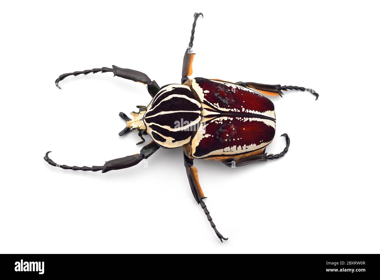 The African Goliath Beetles isolated on white background Stock Photo