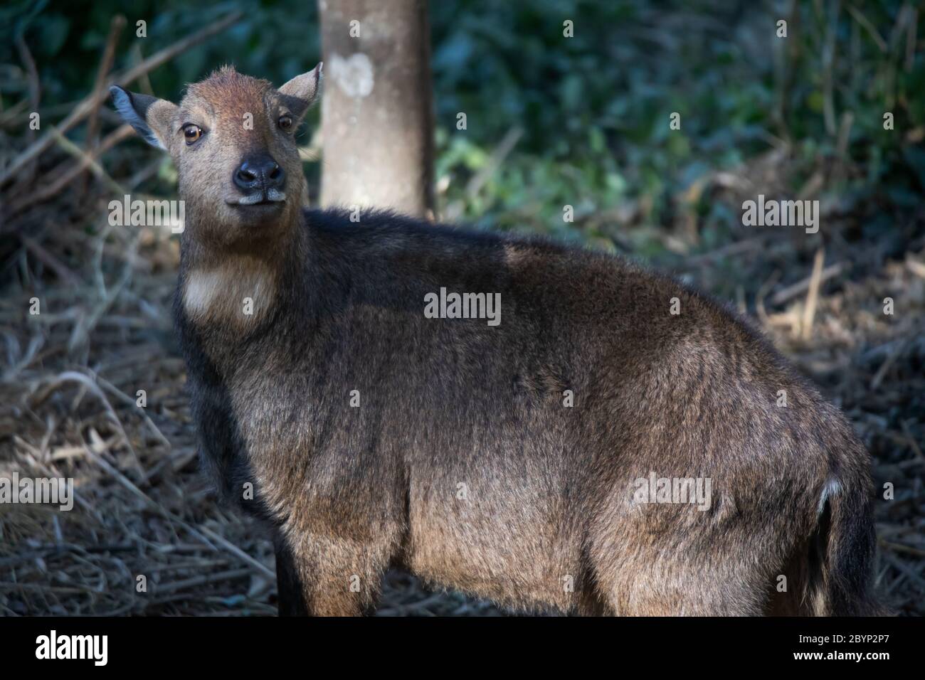 Red Goral, Naemorhedus baileyi, Sikkim, India. Stock Photo