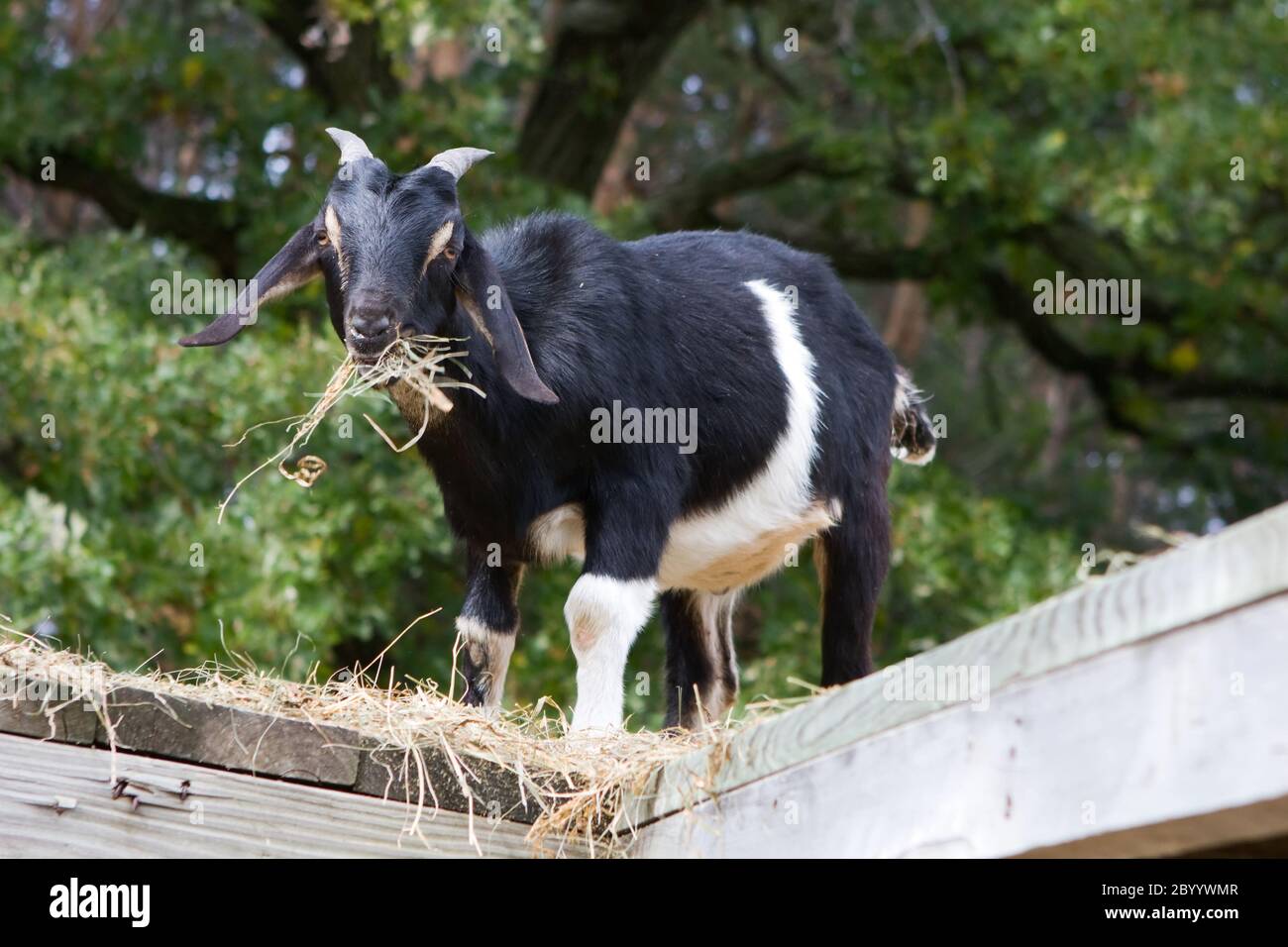 Black and White Goat Eating Stock Photo