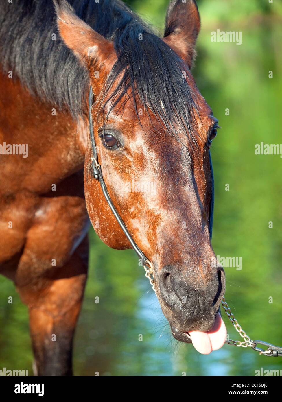 funny portrait of beautiful horse Stock Photo