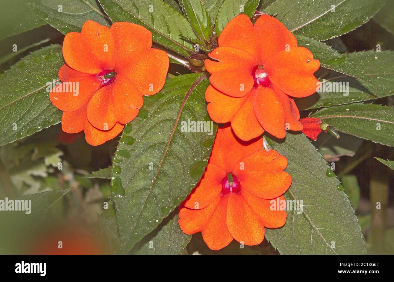 Busy lizzie  Impatiens walleriana Stock Photo