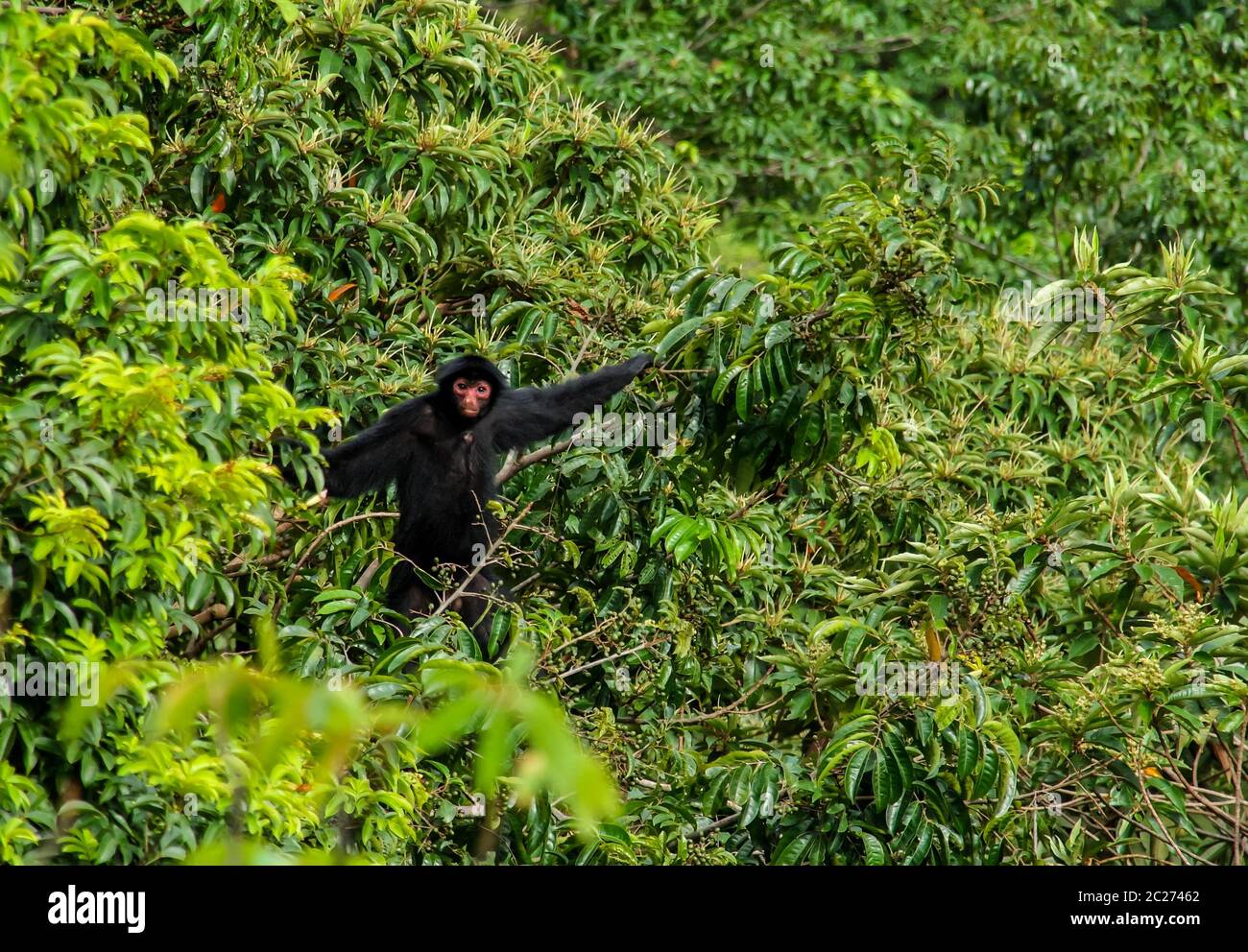 Spider monkey male swinging on the tree branch at ,Guyana Stock Photo