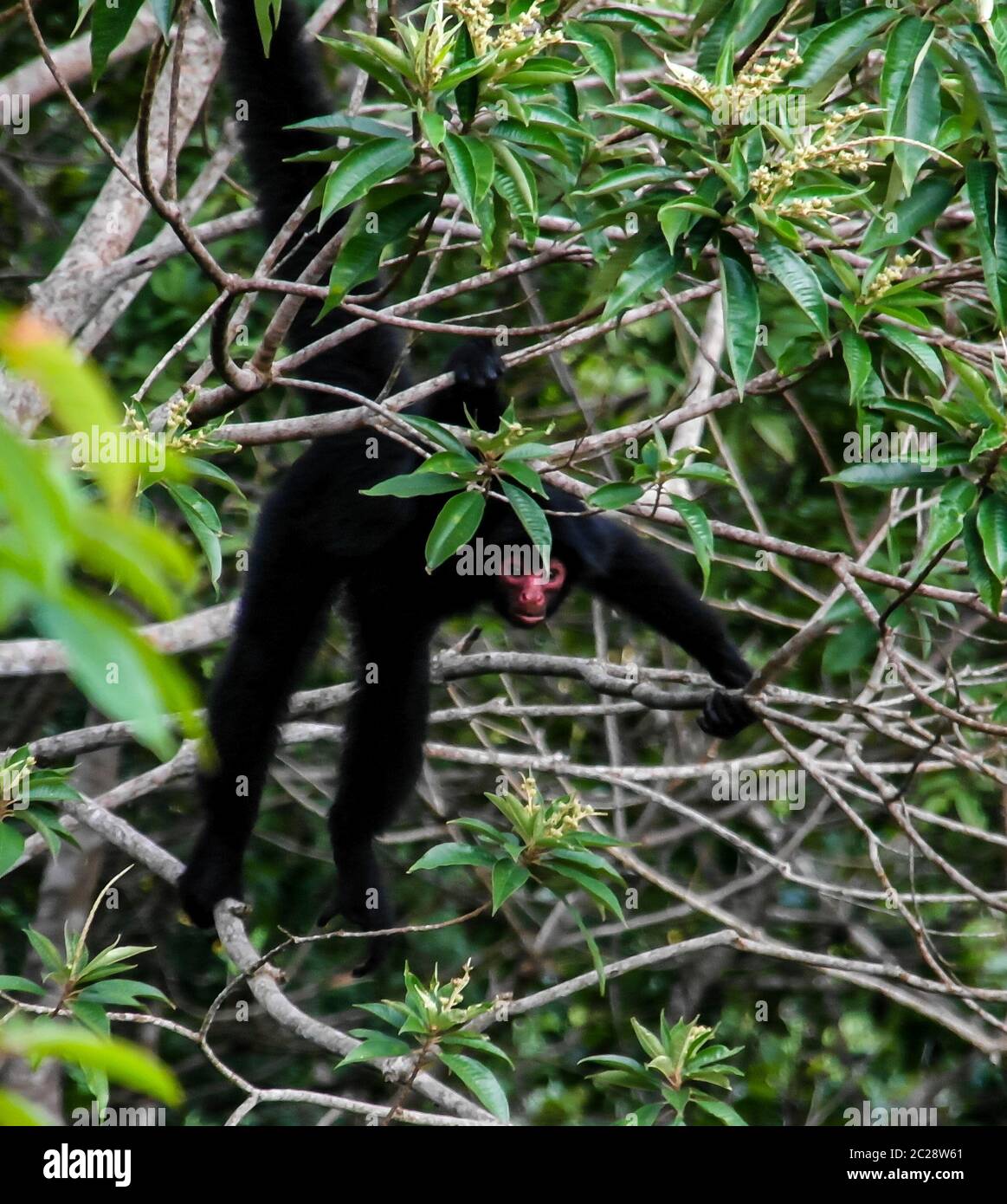 Spider monkey male swinging on the tree branch at Kanuku Mountains, Rupununi,Guyana Stock Photo