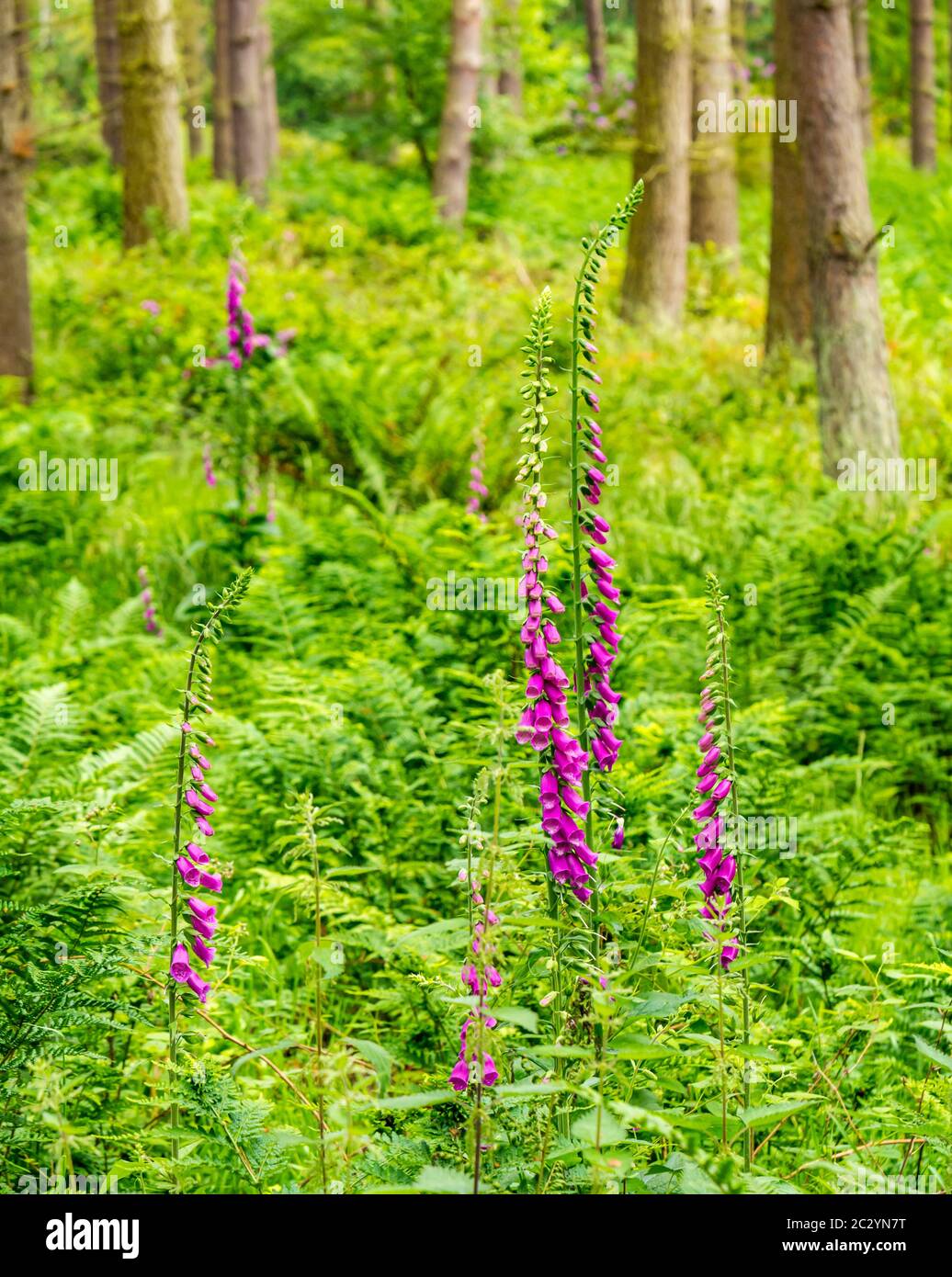 Woodland with dense pine trees, ferns, bracken and purple foxgloves, Binning Wood, East Lothian, Scotland, UK Stock Photo