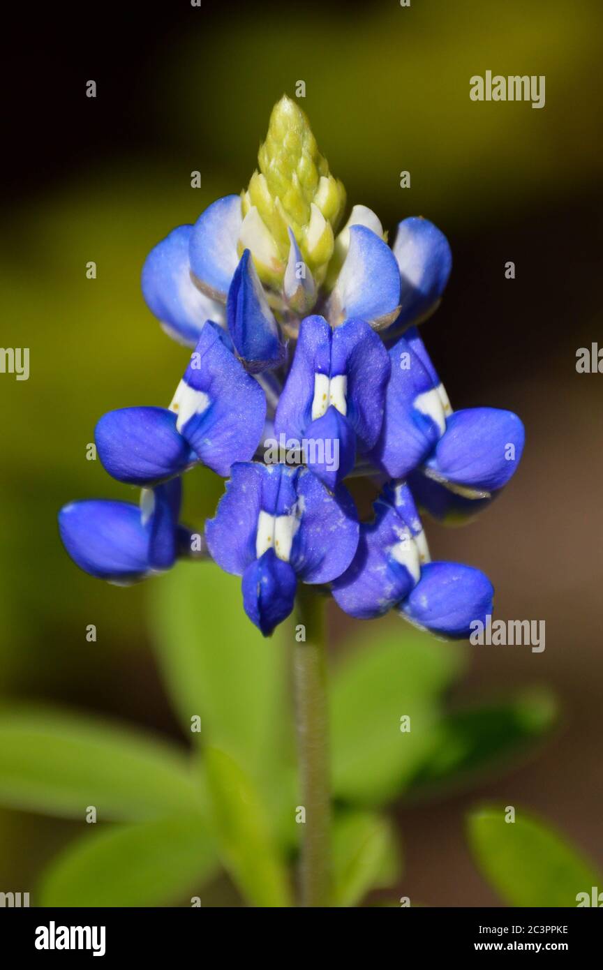 close up of a beautiful bluebonnet, the state flower of Texas Stock ...