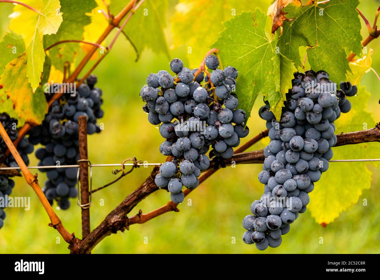 Reife Sangiovese Trauben am Stock im Chiantigebiet der Toskana Stock Photo