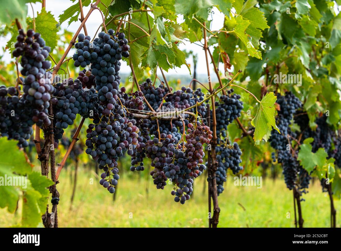 Reife Sangiovese Trauben am Stock im Chiantigebiet der Toskana Stock Photo