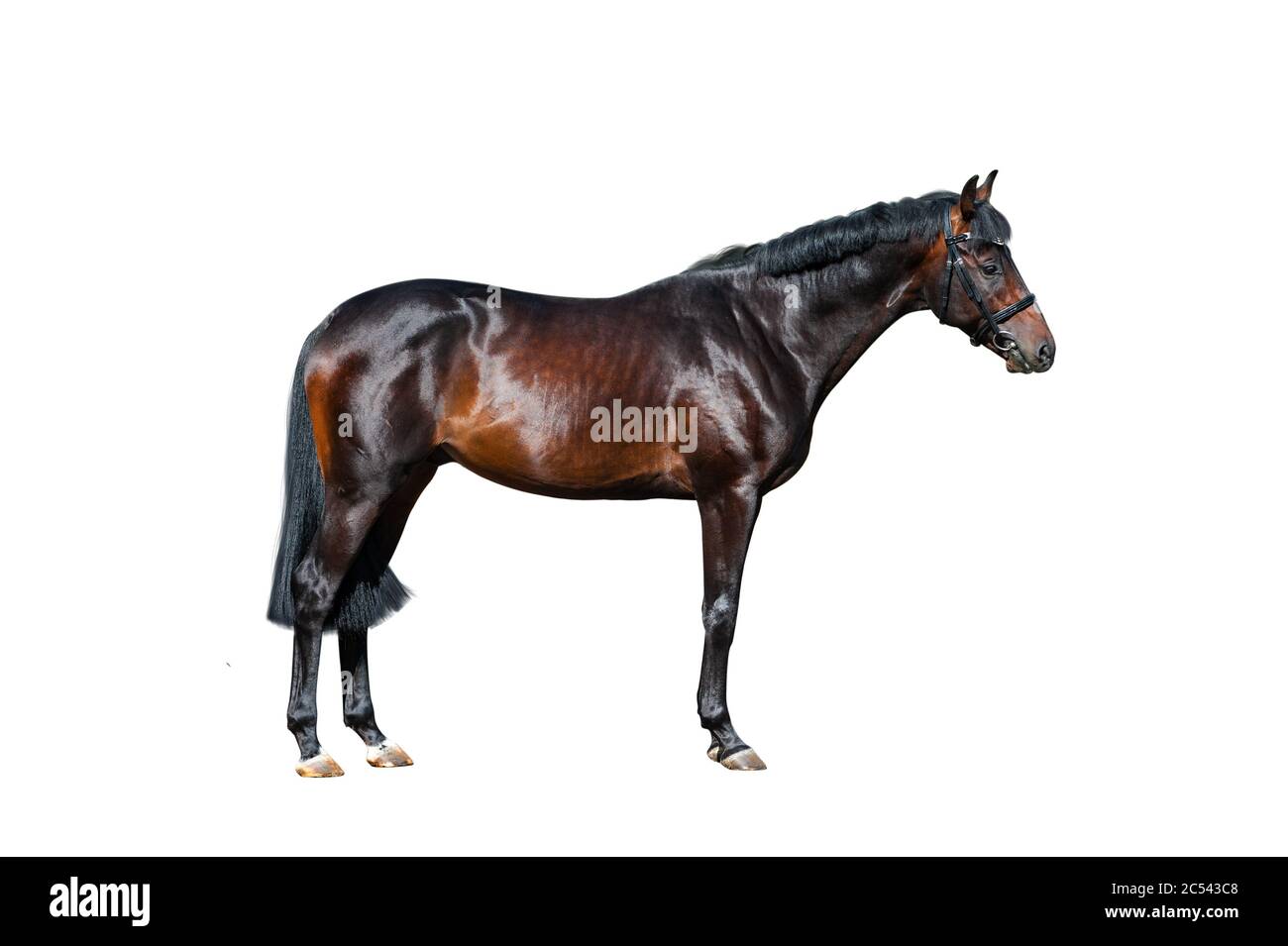 Beautiful purebred stallion standing on white. Dark bay horse isolated over a white background. Bay horse in briddle standing. High quality isolation Stock Photo