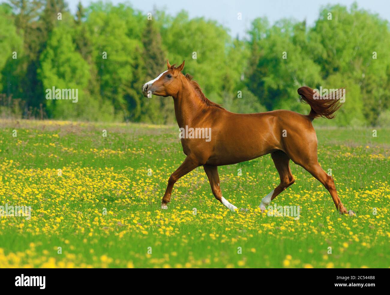 Chestnut beautiful horse in the field of dandelions Stock Photo