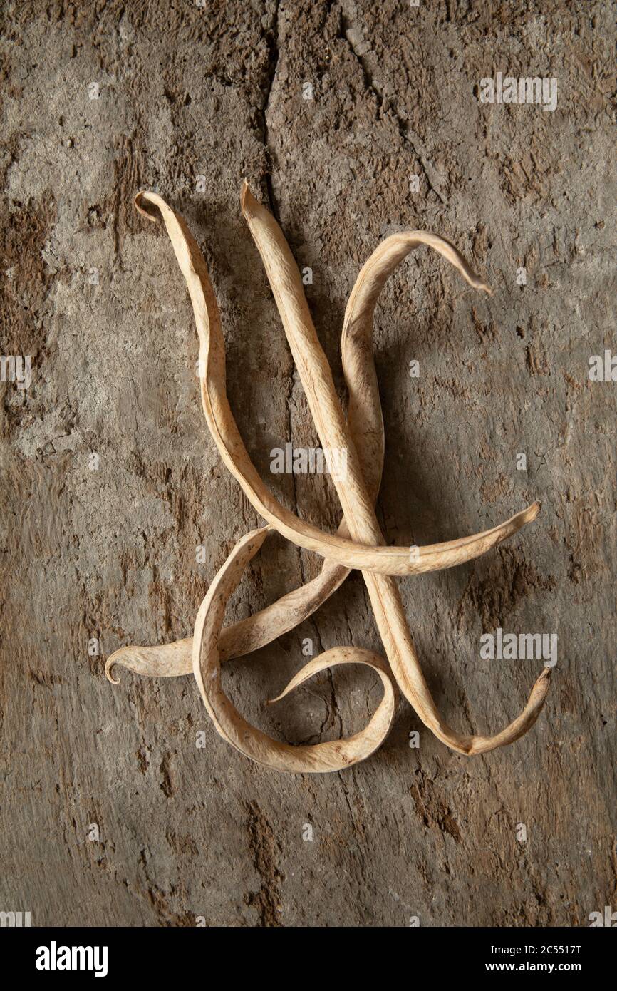 Runner beans old and dry on textured wood background Stock Photo