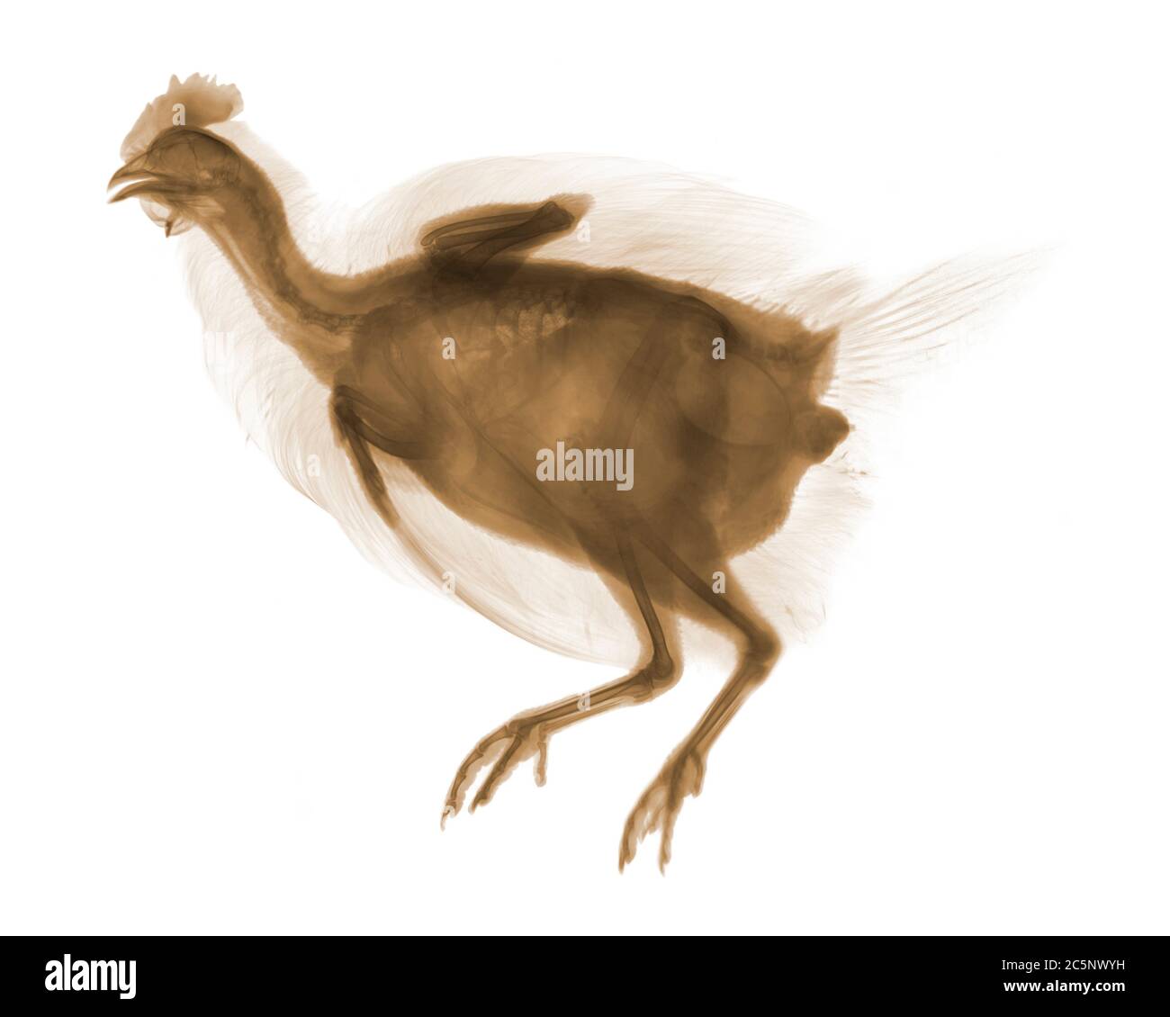 Chicken, coloured X-ray. Stock Photo