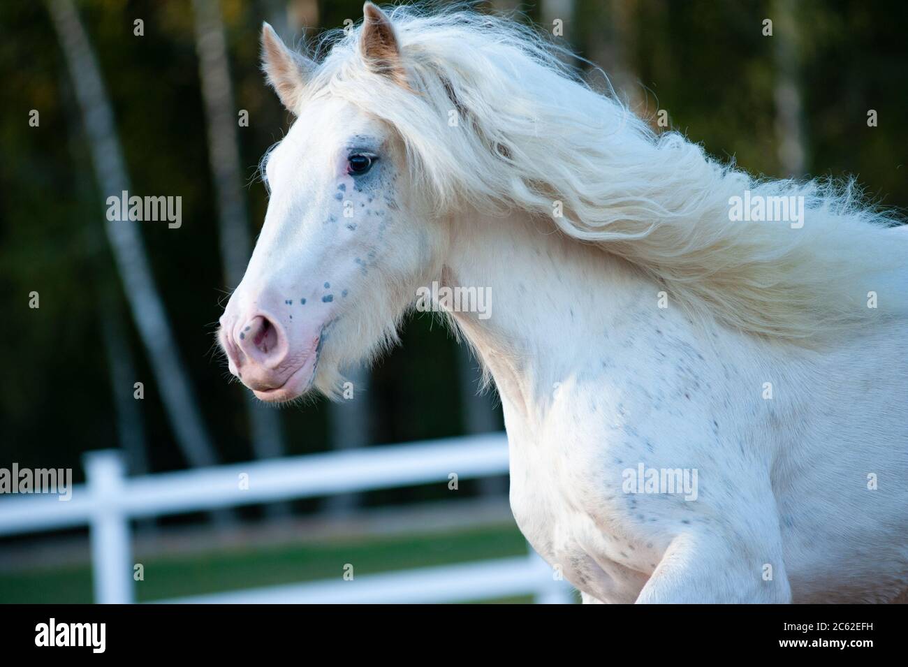 Beautiful white shire horse moving in paddock Stock Photo