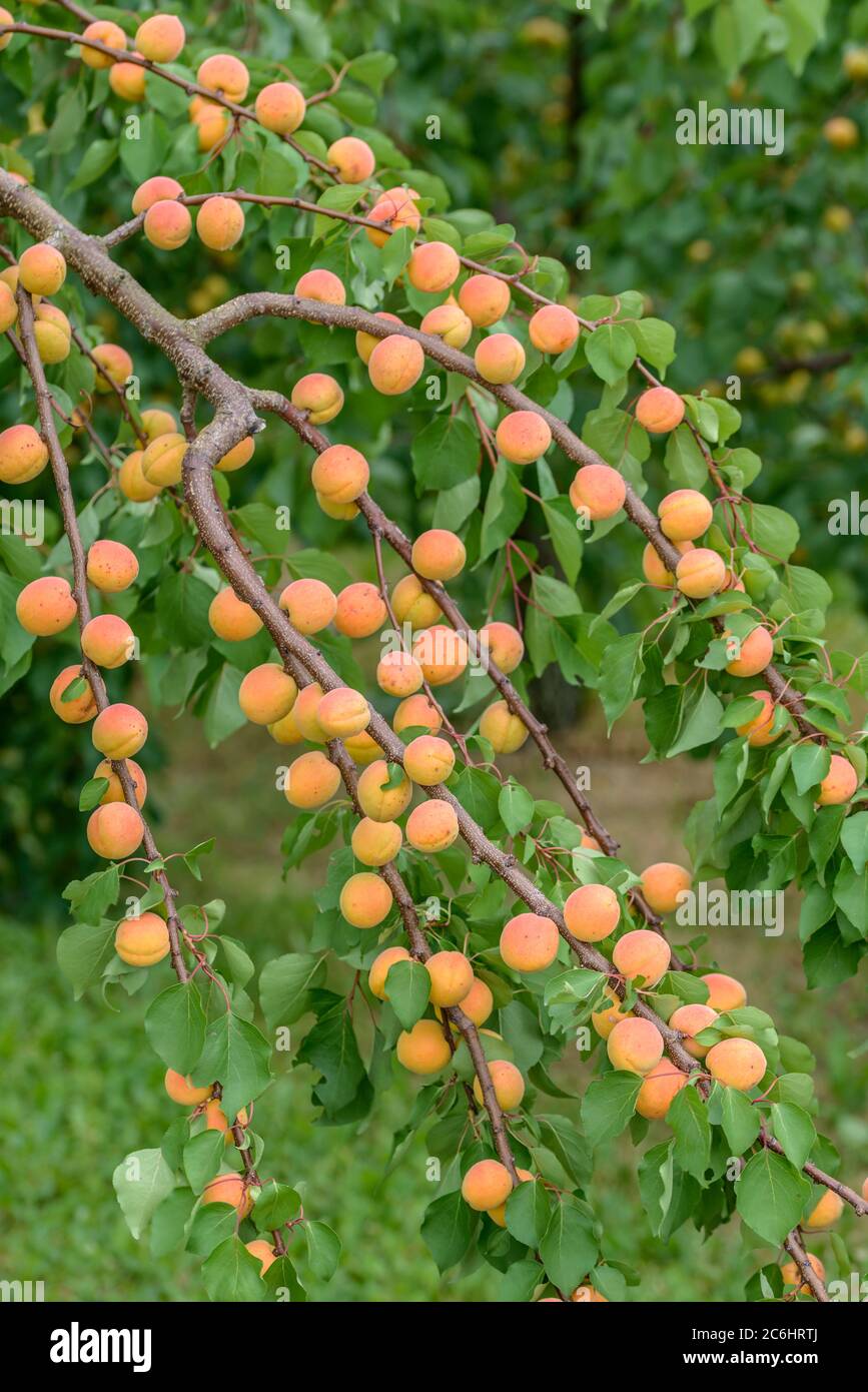 Aprikose Prunus armeniaca Ungarische Beste, Apricot Prunus armeniaca Hungarian Best Stock Photo