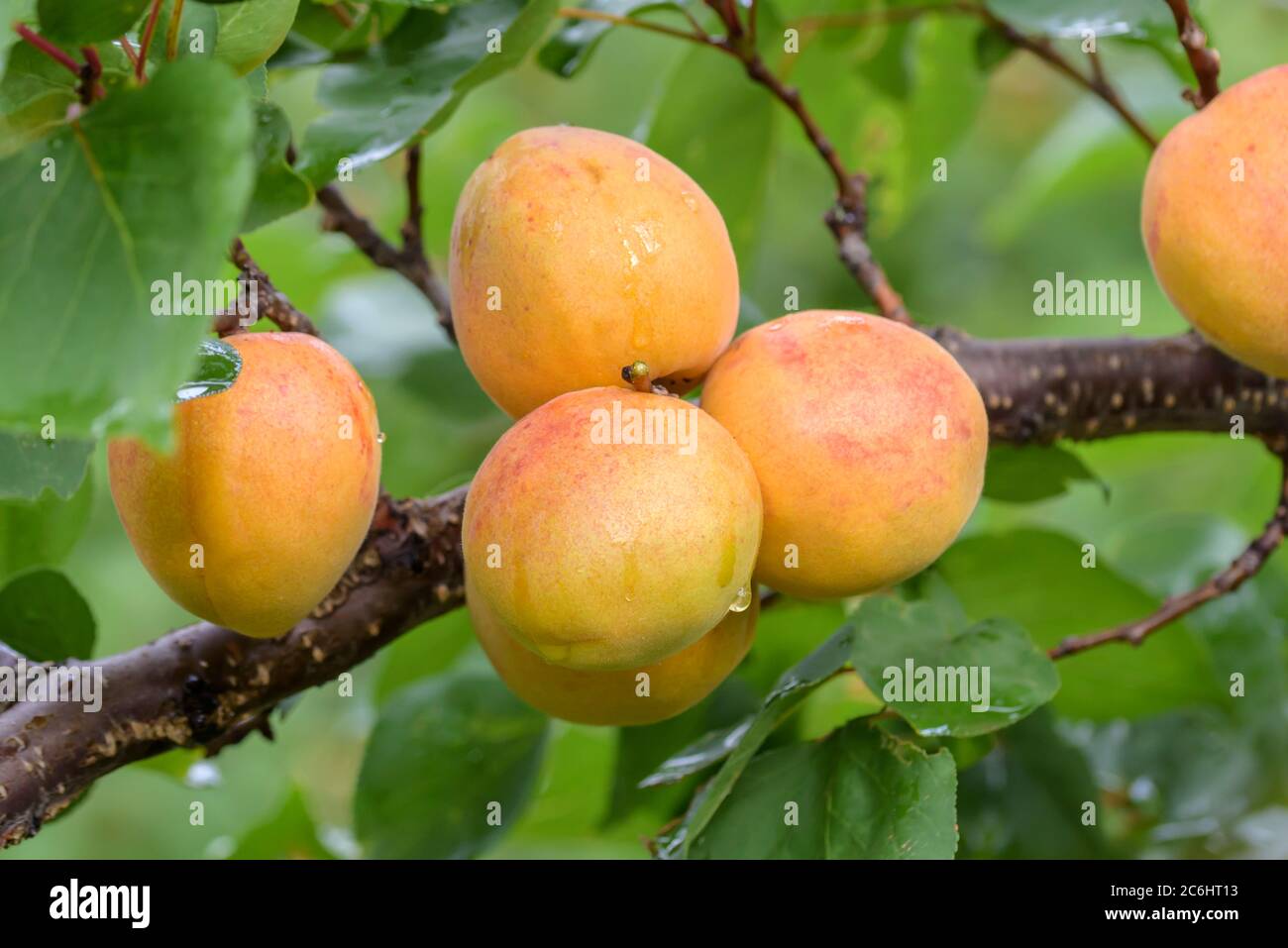 Aprikose Prunus armeniaca Ungarische Beste, Apricot Prunus armeniaca Hungarian Best Stock Photo